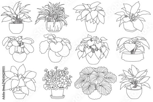 Set of plant in pot hand drawn vector illustrations house plant, home decoration