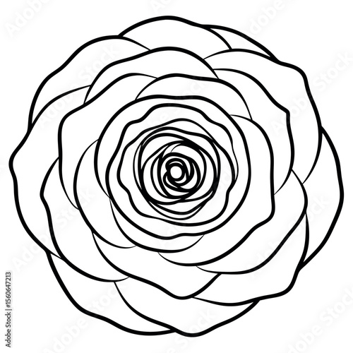 Black and White Line Art Ranunculus Bloom Circular Pattern