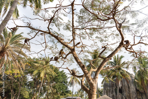 Photography China sanya monkeys in a tree
