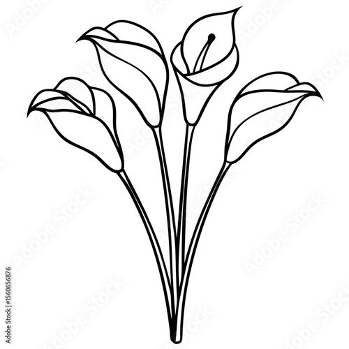 Black Line Drawing Four Calla Lilies Cluster calla lily