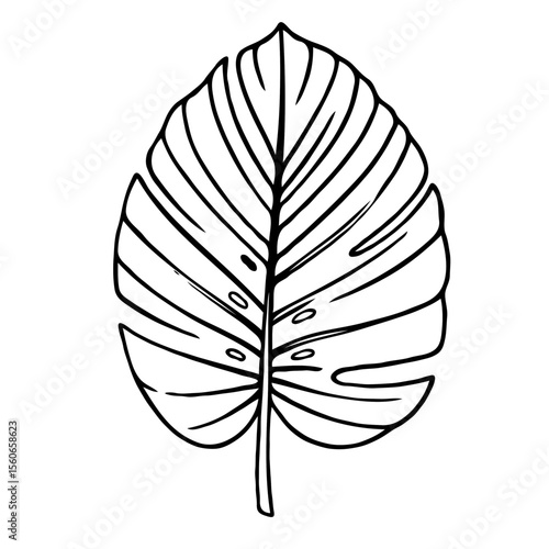 Monstera deliciosa leaf outline drawing isolated on white background