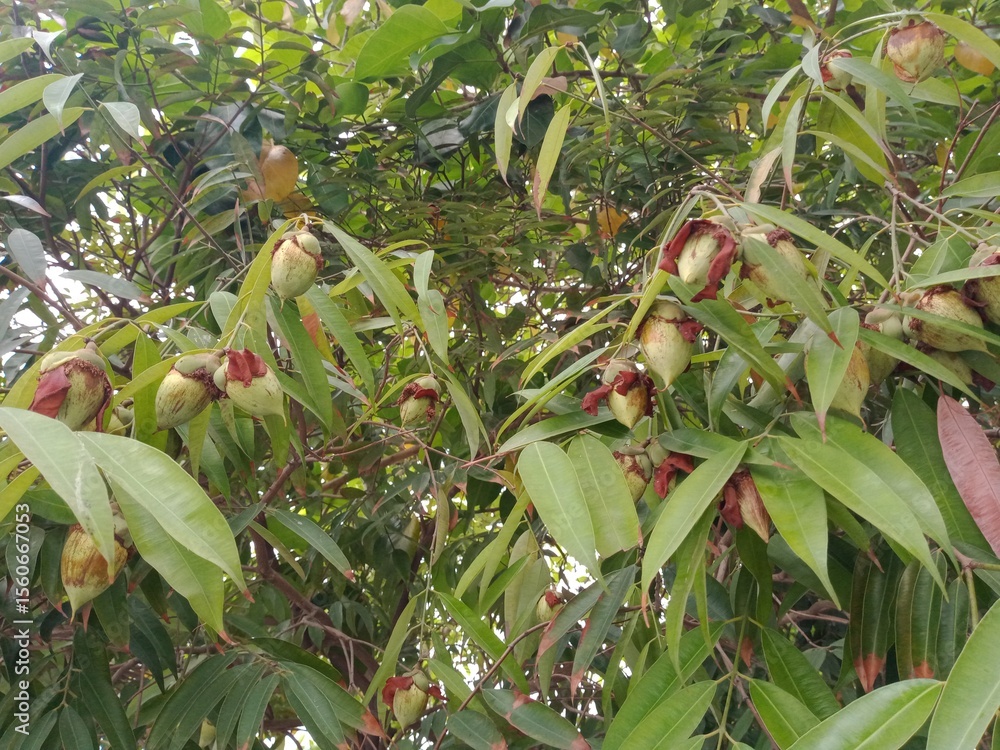 Obraz premium Mesua ferrea tree and its flowers bud or seeds. Nagkesar plant branches, leaves, flowers bud and seeds. Ironwood tree in nature. 