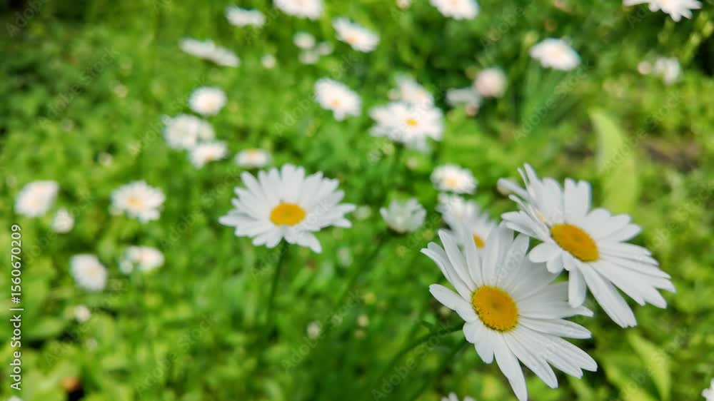 scene featuring lush green grass and flourishing chamomile flowers captured closely, creating vibrant and peaceful natural background scene featuring lush green grass and flourishing chamomile flowers captured closely, creating vibrant and peaceful natural background