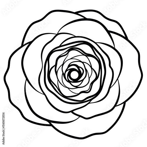Top Down View Black Line Art Ranunculus Flower Petals