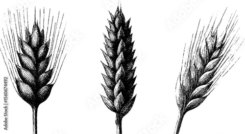 Vintage barley and rye ear sketch set for retro design