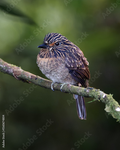 Crescent-chested Puffbird (Malacoptila striata) Barbudo-rajado