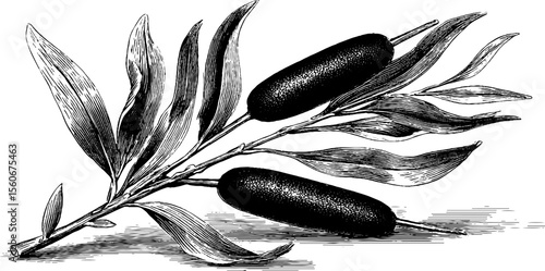 Vintage botanical sketch of cattail and willow branch for nature-themed design