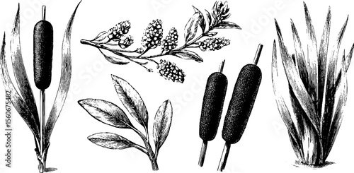 Vintage botanical illustration of cattail and willow branch with detailed sketch design