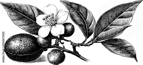 Vintage botanical sketch of clove bud and nutmeg for retro design