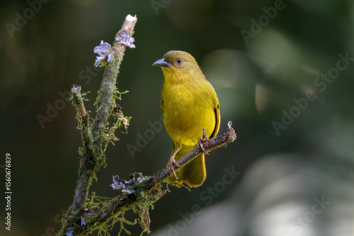 Olive-green Tanager (Orthogonys chloricterus) Catirumbava