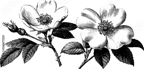 Vintage hand drawn floral embroidery design with brooch elements for retro crafts