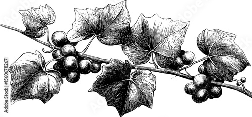 Detailed sketch of ivy vine and grapevine tendrils