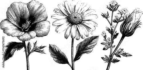 Vintage botanical illustration of mallow and chamomile flowers for artistic design