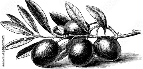 Detailed olive branch with fruit sketch for retro design and decoration