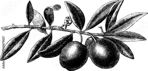 Vintage olive branch and fruit hand drawn engraving design for print and label