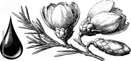 Highly detailed pine resin drop and birch bud vintage sketch illustration for design projects