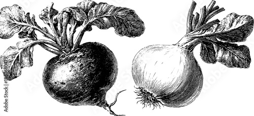 Vintage radish and onion engraving for retro culinary design