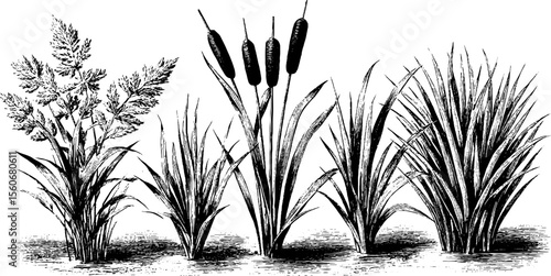 Vintage hand-drawn river reed and bulrush sketch for retro design