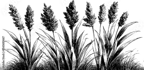 Vintage reed and bulrush sketch - detailed hand-drawn botanical illustration for design
