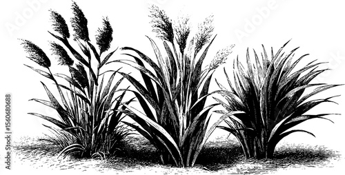 Vintage hand drawn silhouette of river reed and bulrush for retro design