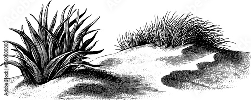 Detailed vintage sketch of sand ripples and dune grass for nature design