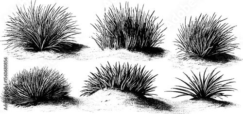 Vintage dune grass sketch set with detailed sand ripples for retro design