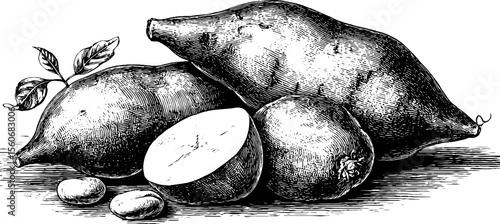 Vintage hand drawn yams and sweet potatoes illustration for retro designs