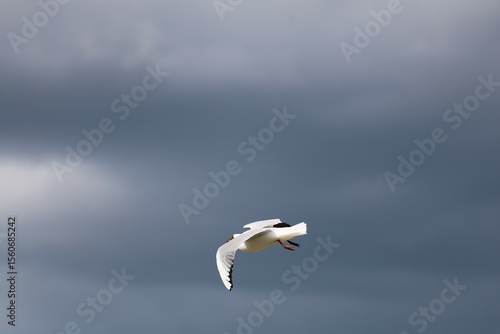 A black-headed gull in mid-flight with wings spread wide against a dramatic dark sky. Captured just before a summer storm in a natural open landscape.