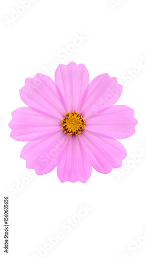 Soft Pink Cosmos Flower with Yellow Center on a Black Background