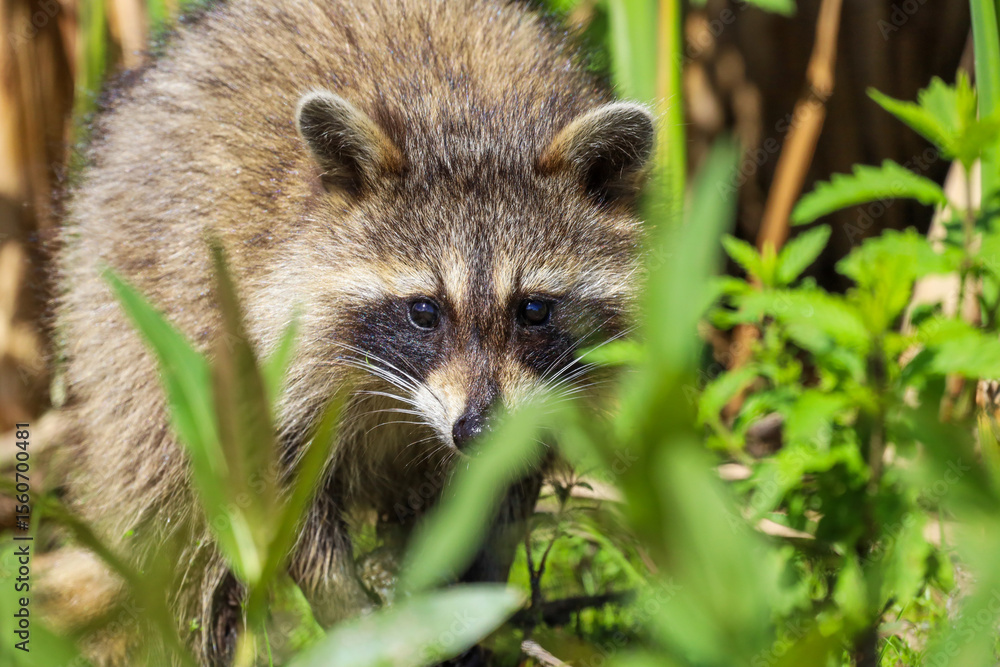 Fototapeta premium Cute young Raccoon peeking behind tall green grass