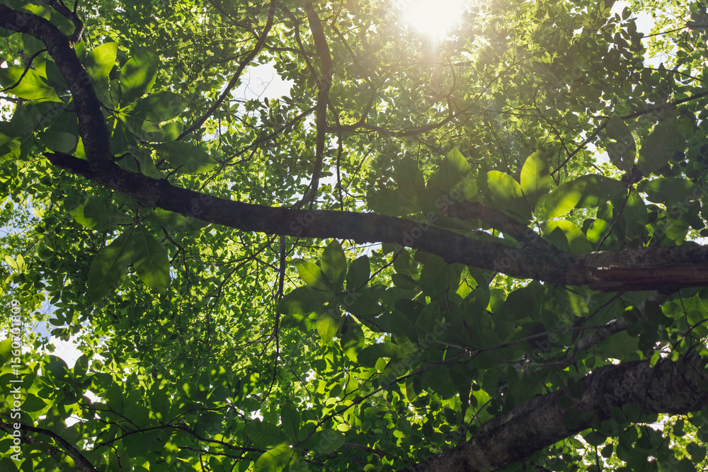 Fototapeta premium Sunlight streaming through green leaves on trees in the forest looking up