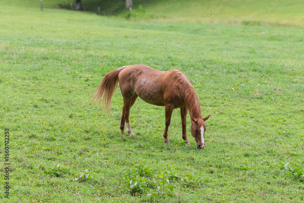 Fototapeta premium Old brown horse grazing in pasture