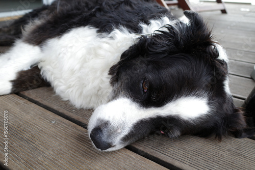 Senior dog with a fluffy black and white coat lies relaxed on a wooden floor. It's a hot summer day. The dog lies on an outdoor deck. It's breed is Australian Shepherd