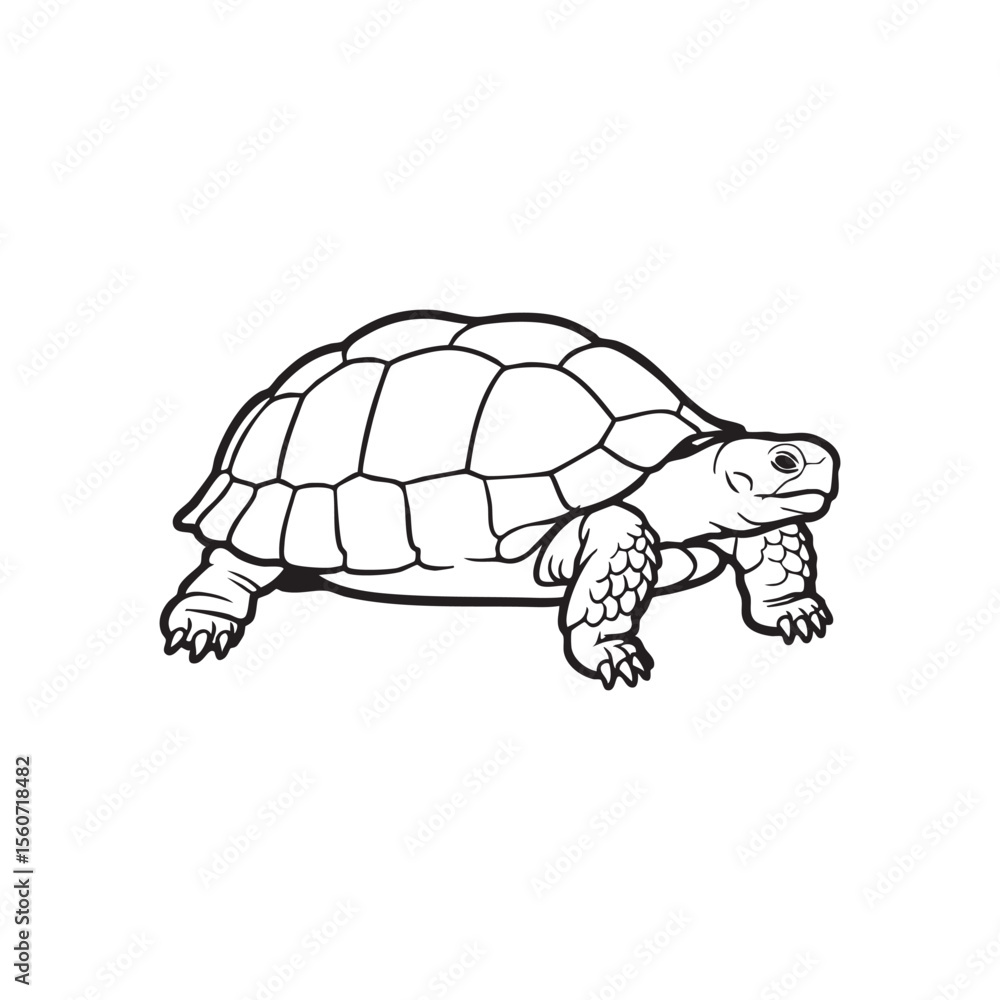 Fototapeta premium Detailed Turtle Illustration in Black and White Silhouette