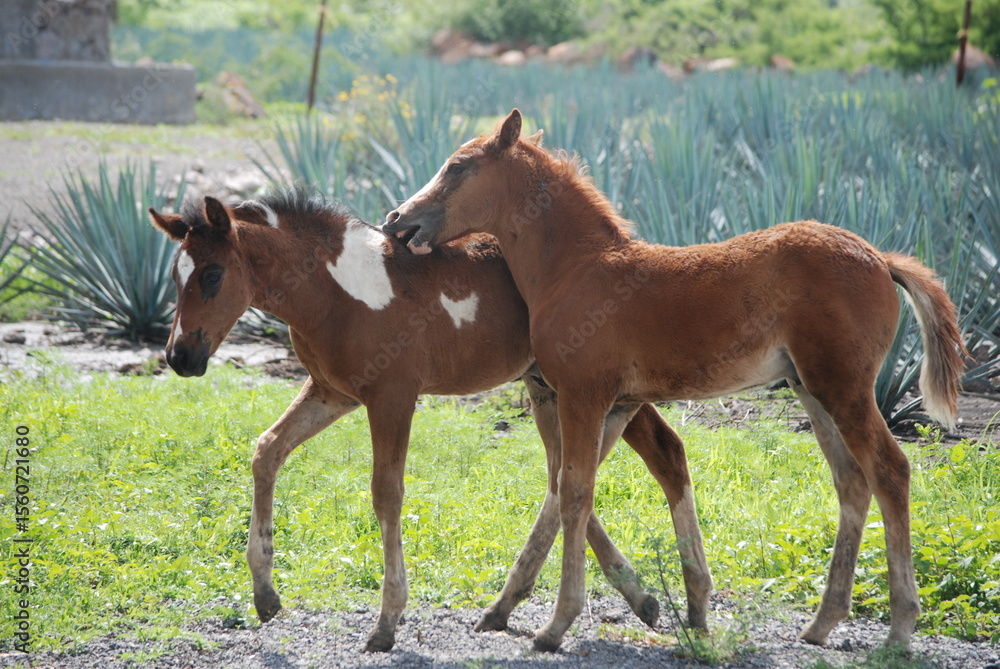 Fototapeta premium foals in the ranch