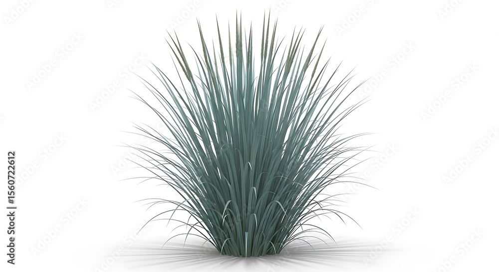 Obraz premium Blue green ornamental grass clump with delicate seed heads tall grass thin blades