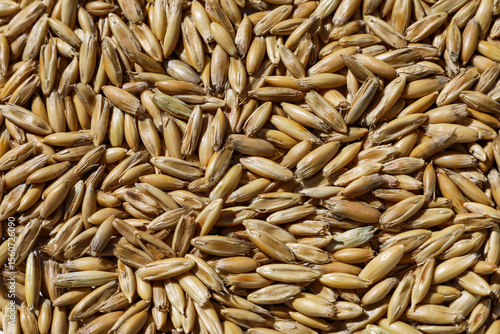 Top view of cat grass seeds