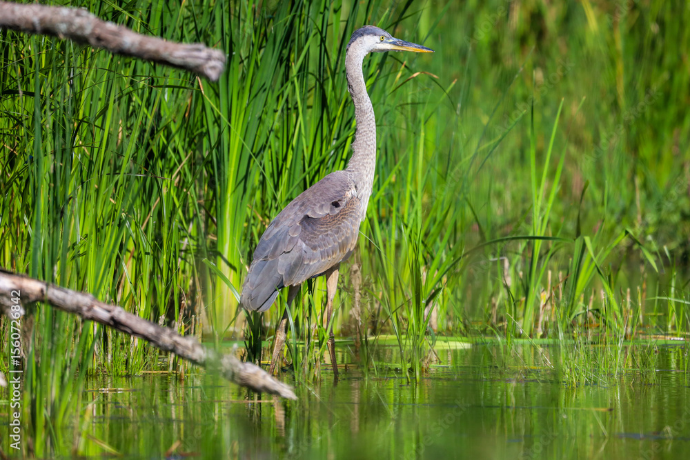 Naklejka premium Great Blue Heron standing in a pond with tall green grass