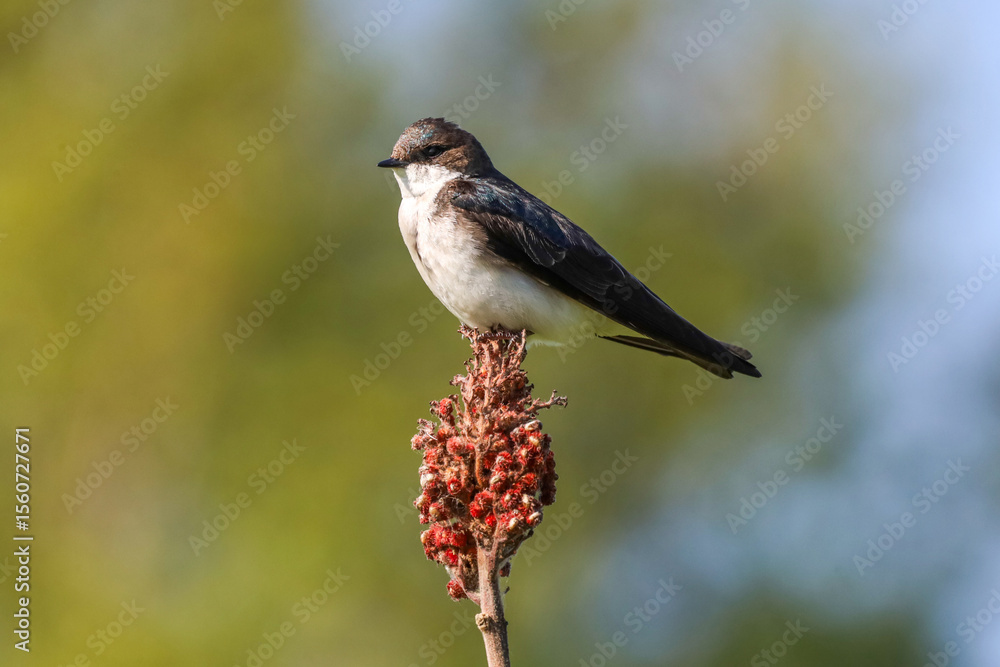 Fototapeta premium Tree swallow perched on a native plant in Ontario Canada