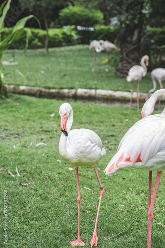 Elegant White Flamingo Standing Gracefully on Lush Green Grass in a Natural Tropical Setting