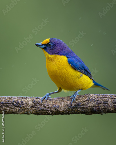 Violaceous Euphonia (Euphonia violacea) Gaturamo-verdadeiro