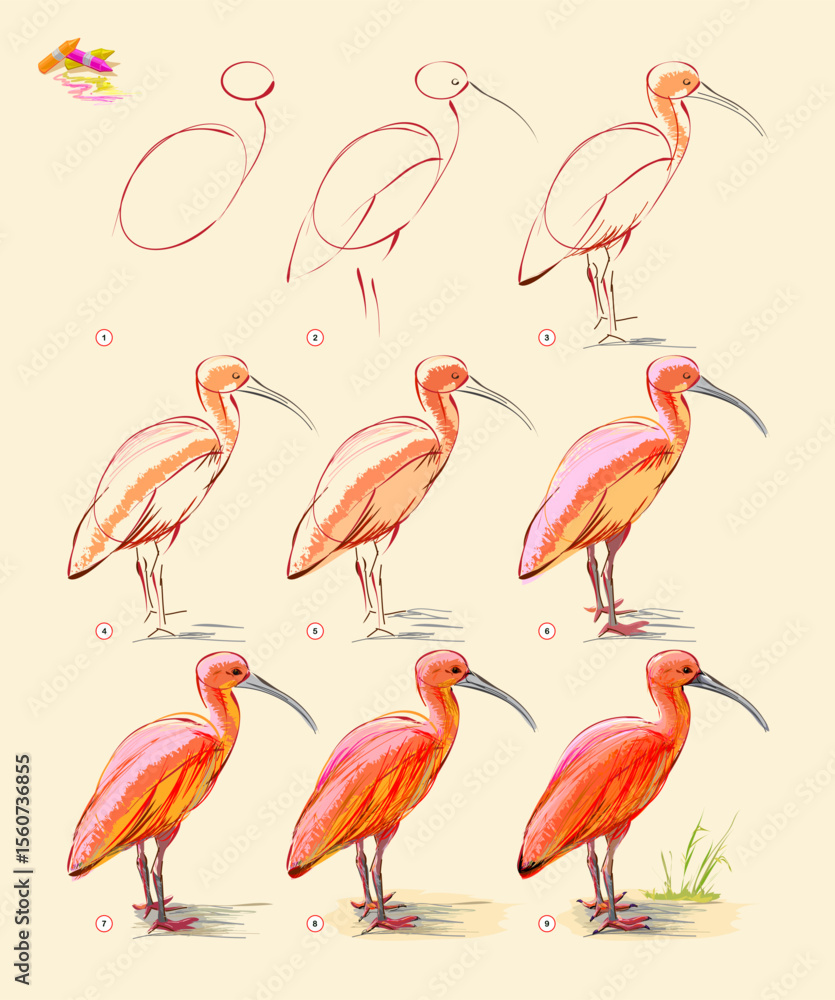 Naklejka premium Page shows how to learn to draw from life sketch of the scarlet ibis. Creation step by step painting with pastel chalks. Educational page for artists. Hand drawn vector illustration.