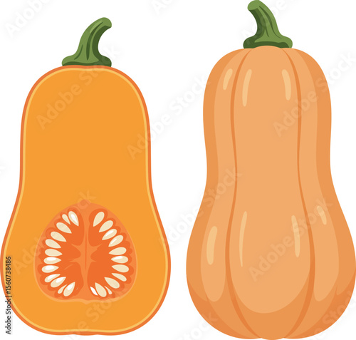Butternut Squash Whole & Halved - Healthy Vegetable Icon

