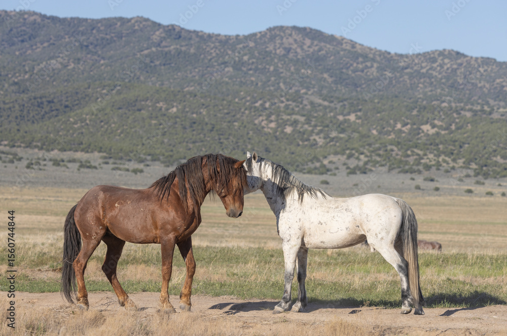 Wild Horses in the Utah Desert in Springtime Wild Horses in the Utah Desert in Springtime