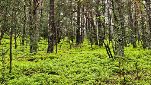 lnside a lush boreal forest