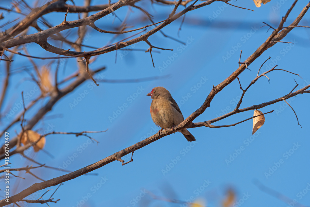 Female Red Billed Firefinch Near Victoria Falls Female Red Billed Firefinch Near Victoria Falls