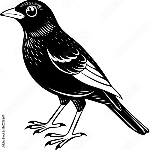 vector illustration of a bird