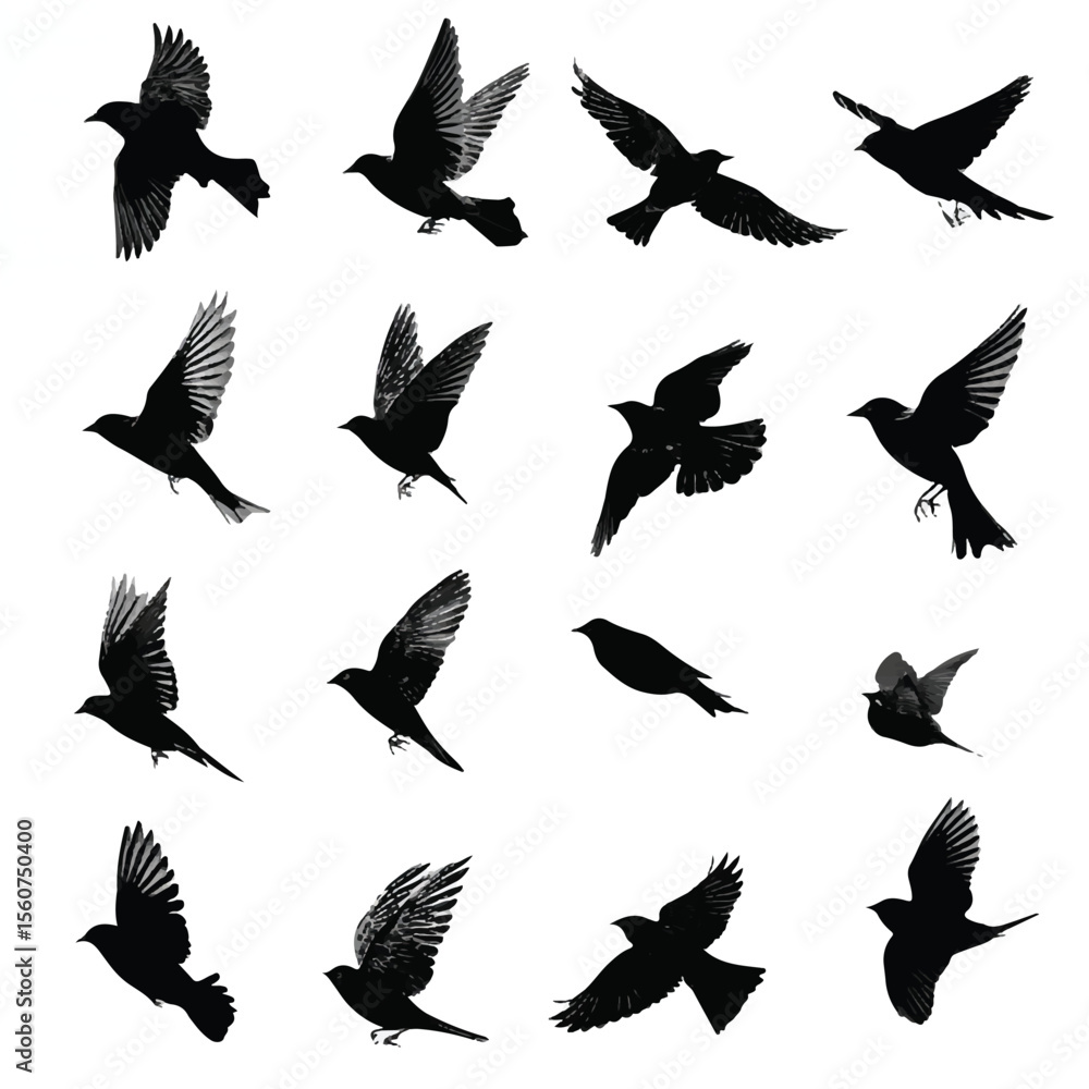 Fototapeta premium bird flight silhouette set, Black & White silhouette set