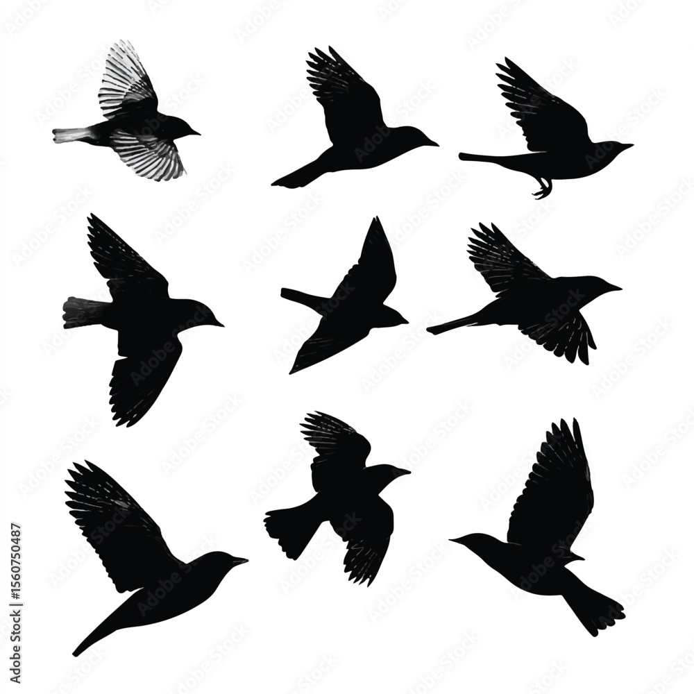 Obraz premium bird flight silhouette set, Black & White silhouette set