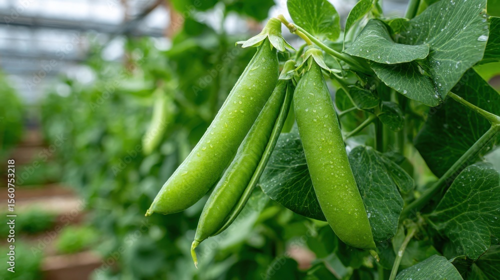 Vivid green pea pods hang gracefully from healthy plants inside a spacious greenhouse. Dew droplets add freshness to the scene, showcasing the beauty of spring growth. Vivid green pea pods hang gracefully from healthy plants inside a spacious greenhouse. Dew droplets add freshness to the scene, showcasing the beauty of spring growth.